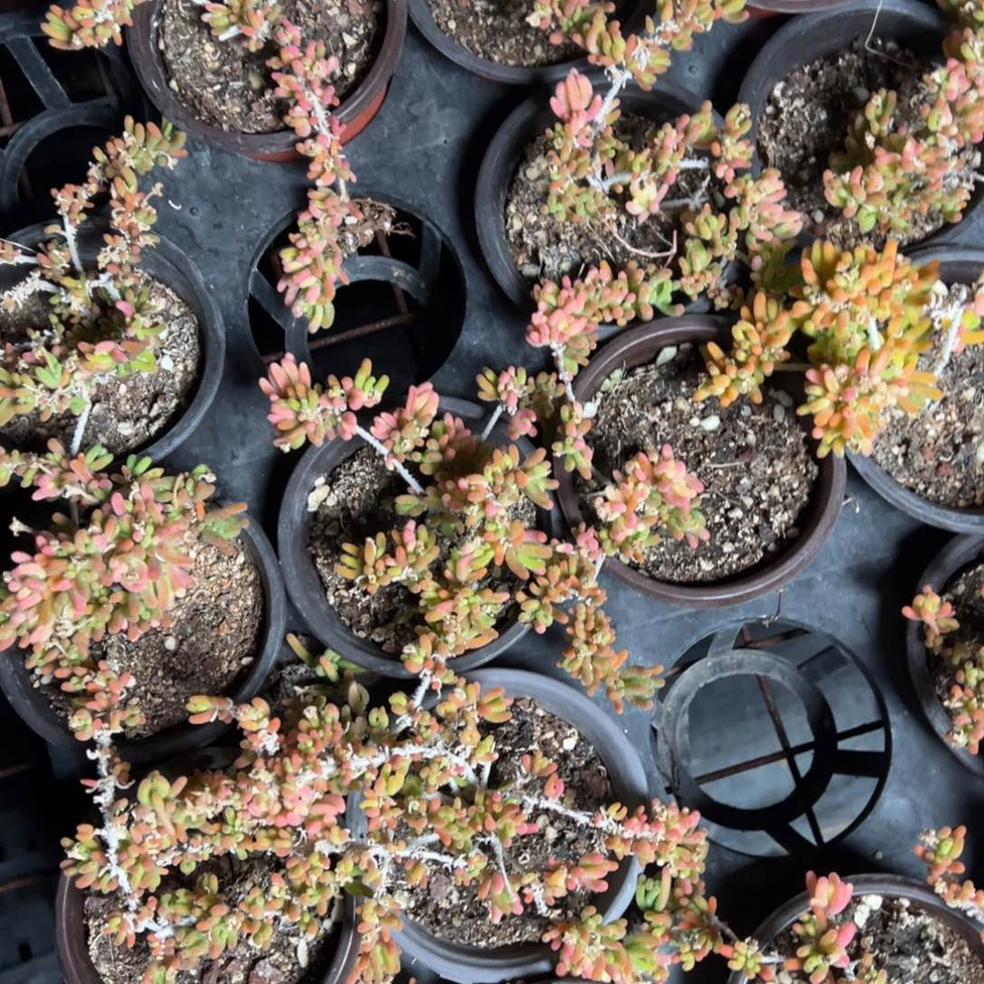 荧光兔，有锦无锦90杯老桩