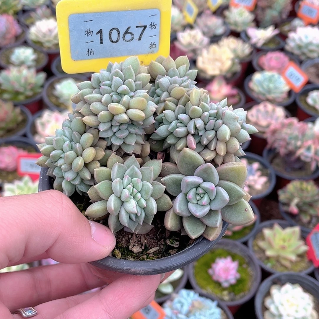 1067号多肉璀璨缀
