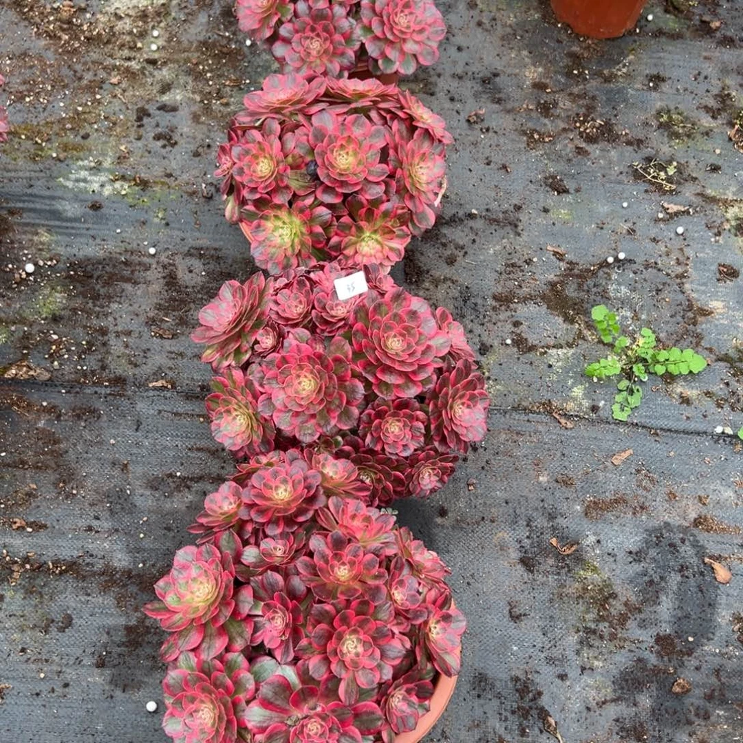 35云荷朵朵一颗20