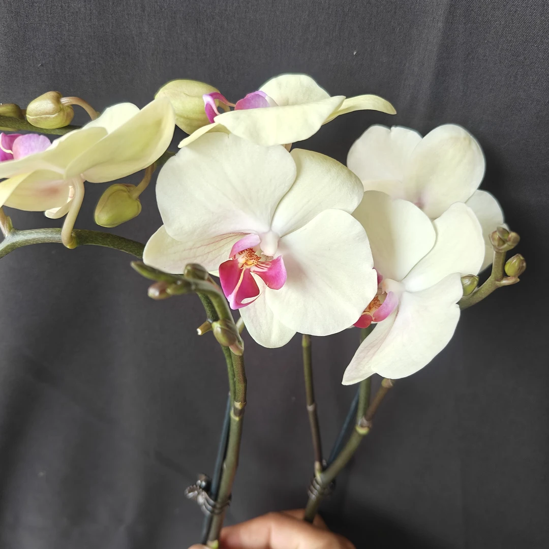 带花剑蝴蝶兰（105570）花苗有返祖几率室内四季好养活盆栽