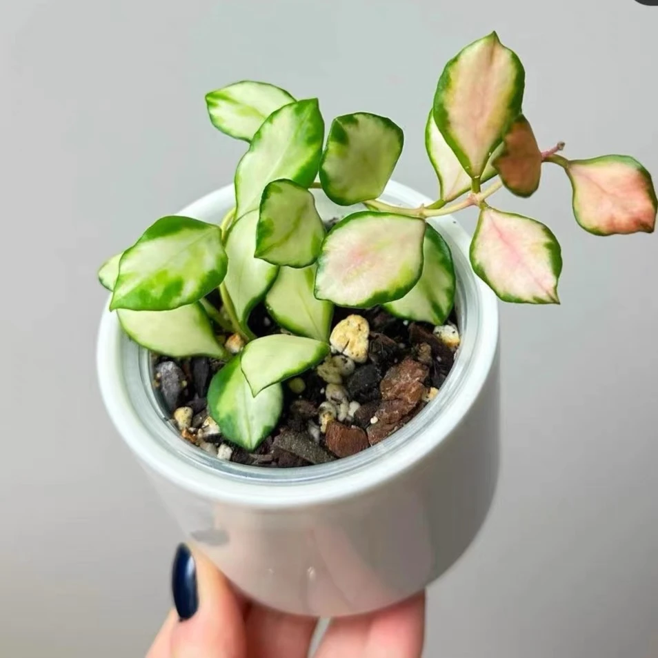 HOWLFOREST|球兰  多年生观叶勤花白粉色花球花期长 好养绿植