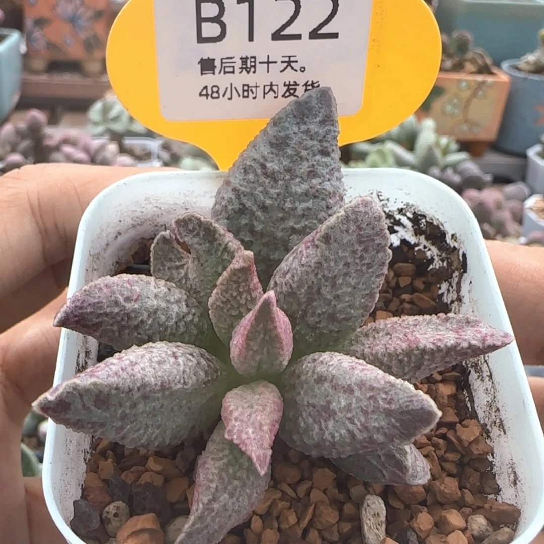 融化纹猪肝。   122。