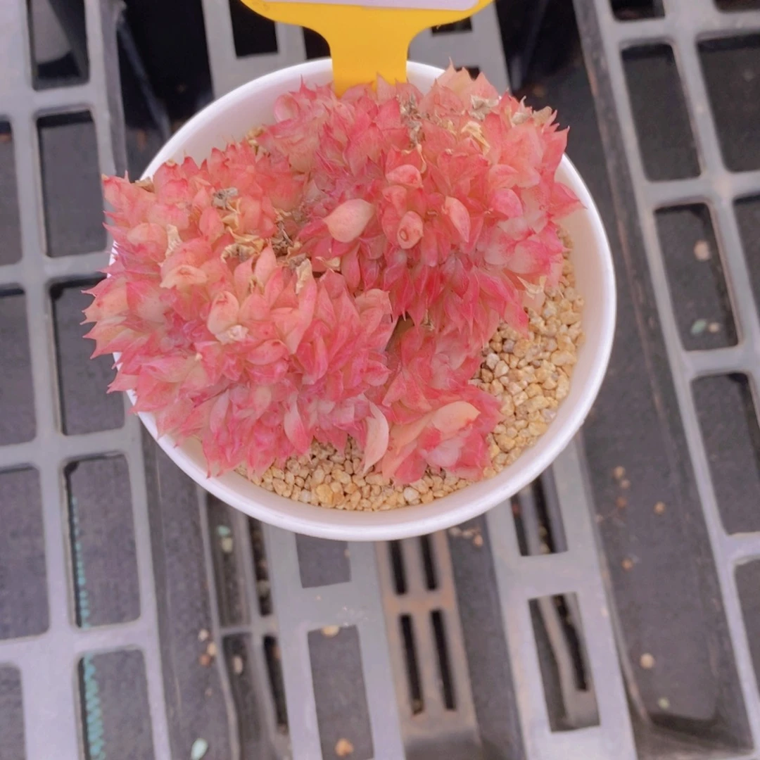 3-39-桃薰女王一个