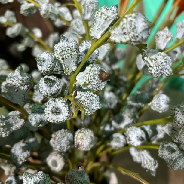 云南新鲜采摘尤加利果可做干花清香好养家庭花店花材