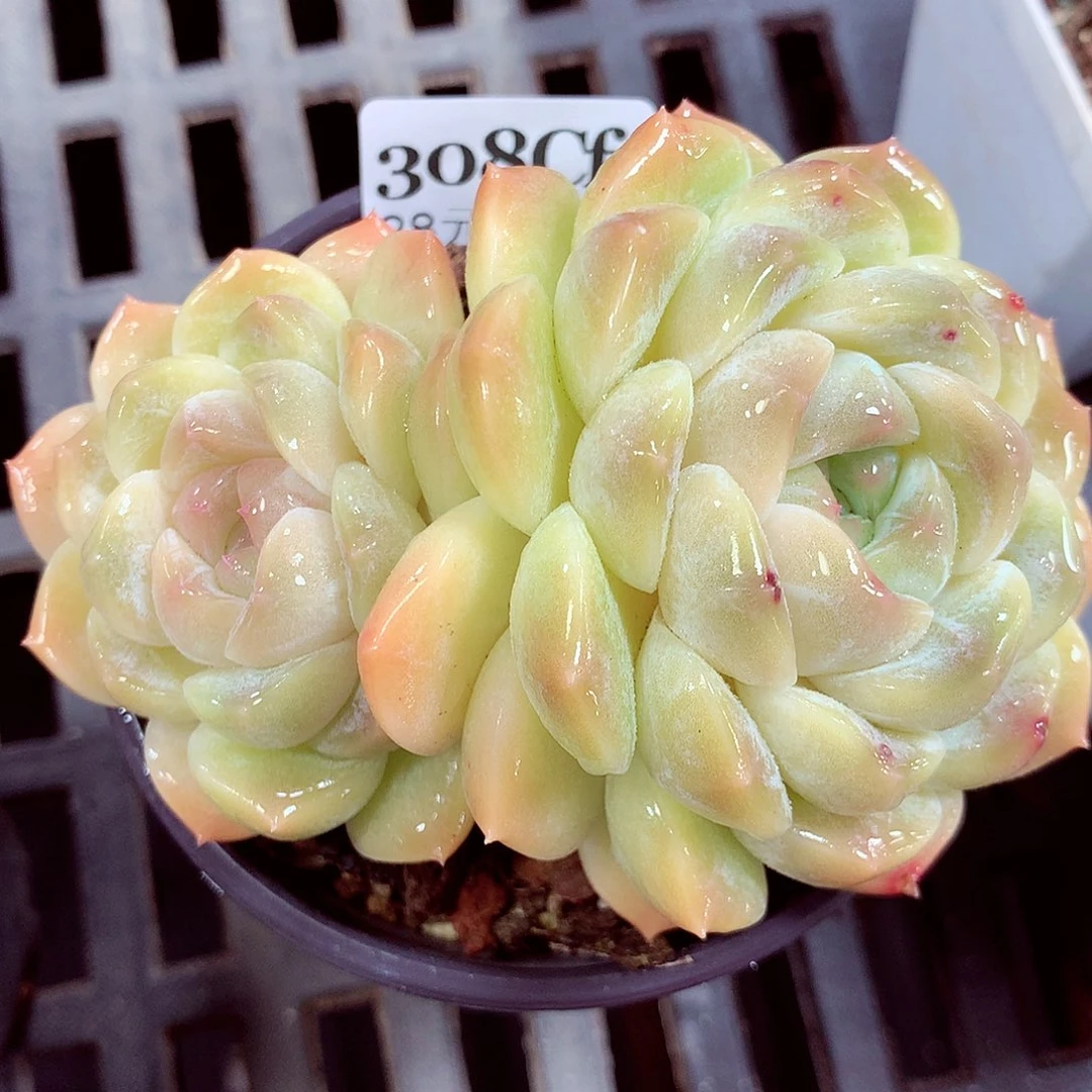 5厘米盆精控多肉308