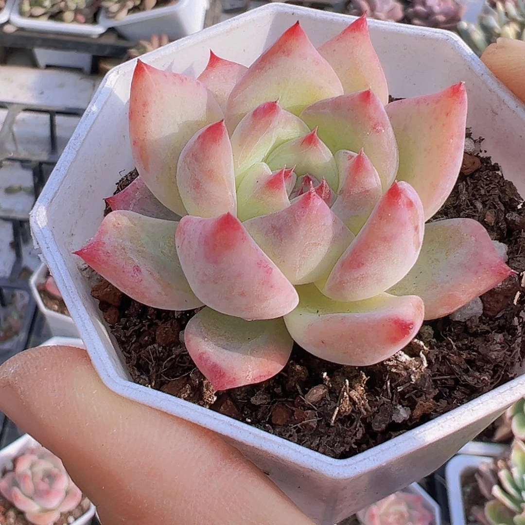 白拉糖19包邮多肉