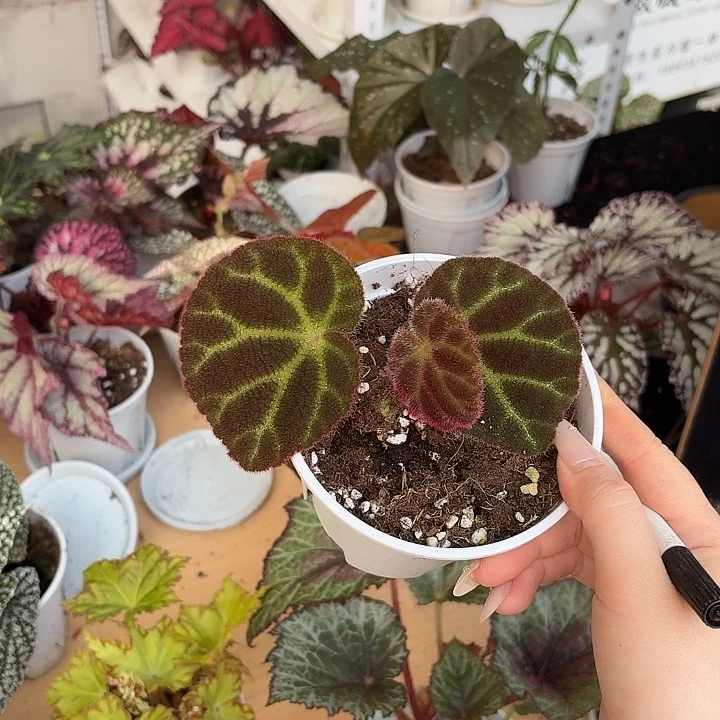 完全开放凸脉秋海棠