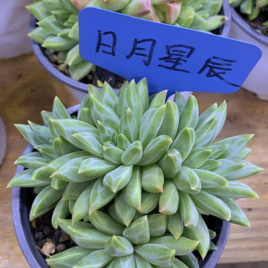 开心多肉，炸，一单包邮