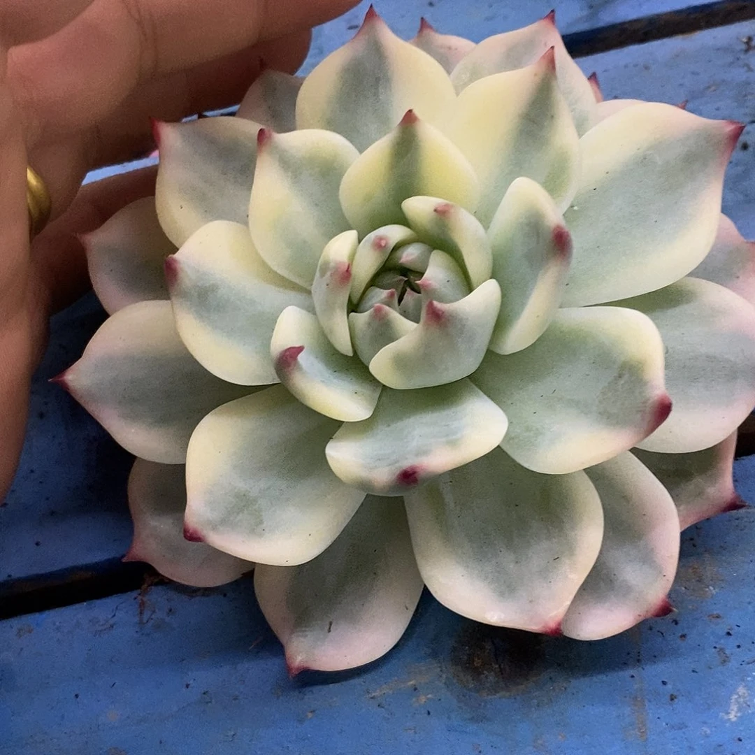 57圆叶大锦娃娃覆轮锦炸多肉植物