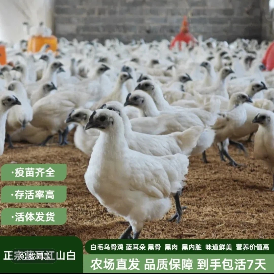散养江山白鲜嫩美味营养丰富顺丰包邮