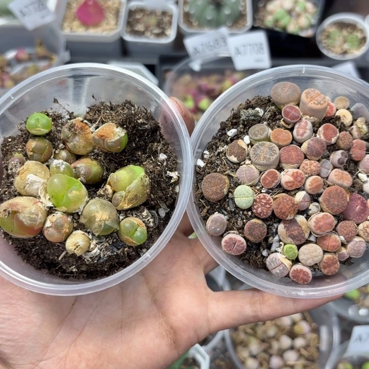 7732 生石花和肉锥