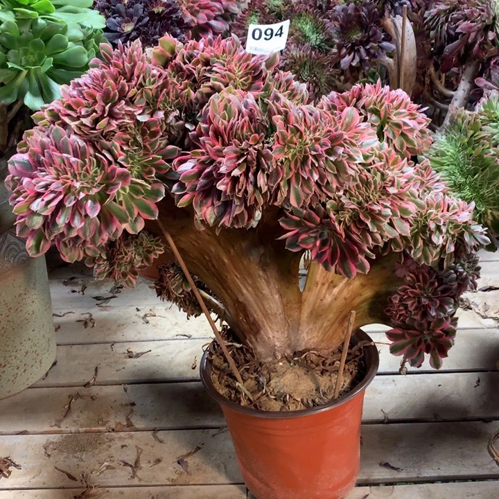 094粉女巫缀多肉法师