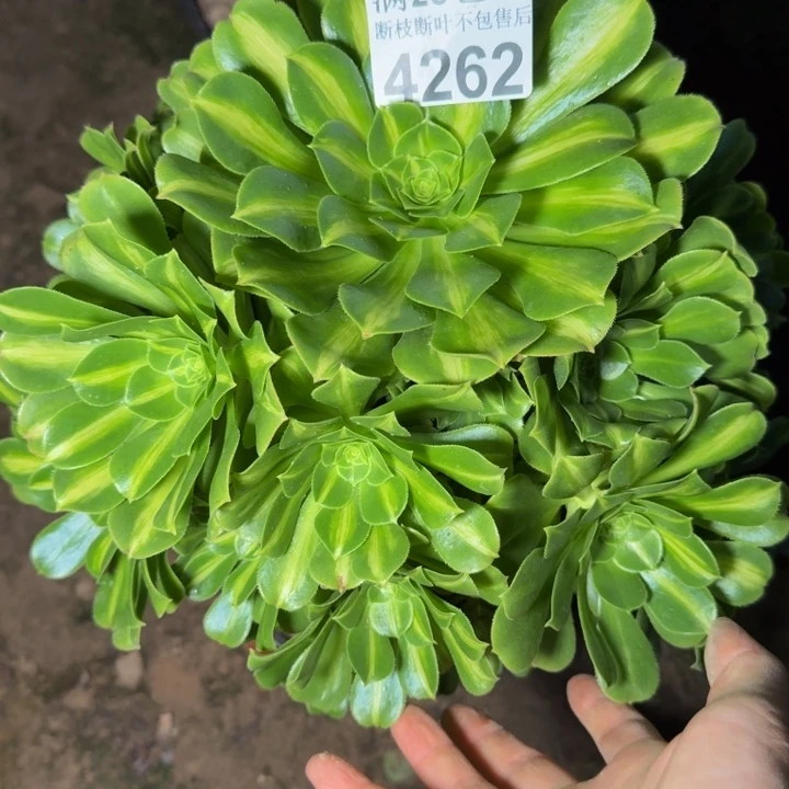 4262琉璃不包段枝