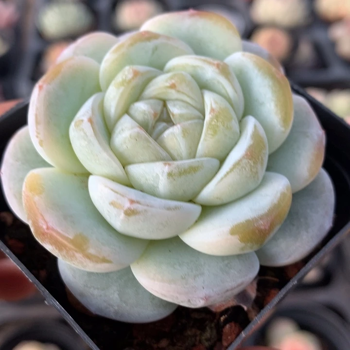 雪宝多肉一物一拍