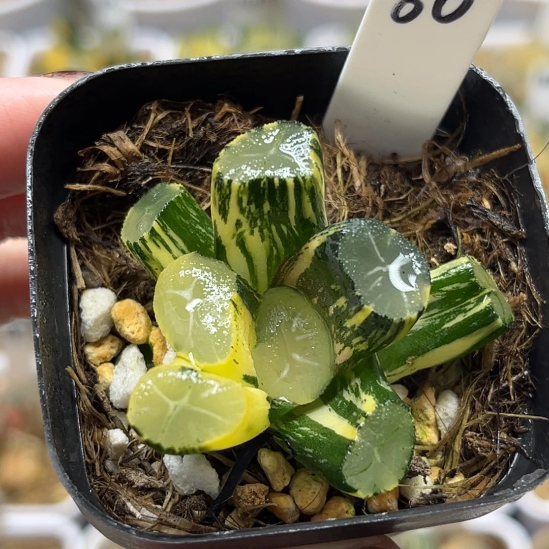 60玉龙万象锦福利专场