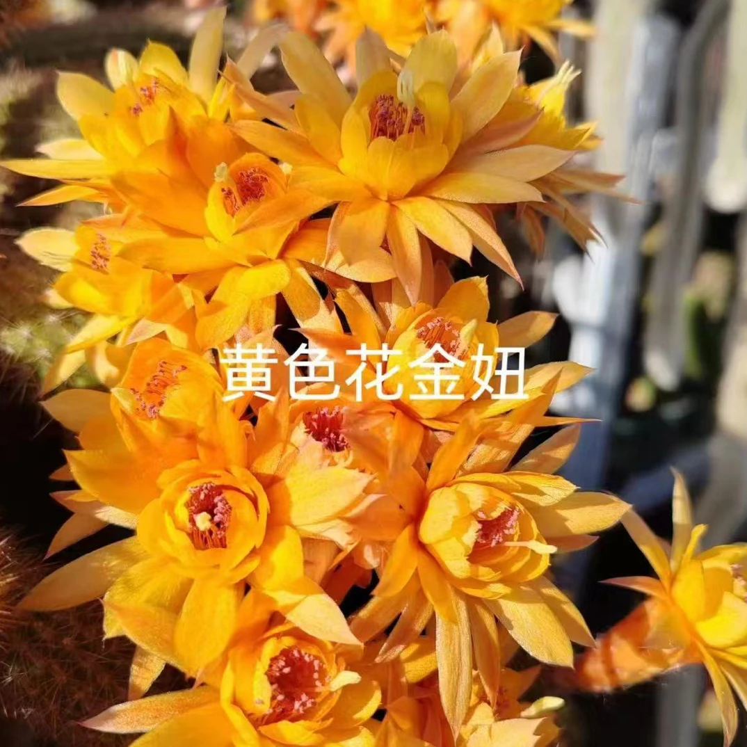 仙人球多肉植物垂钓品种黄花金妞好养易活