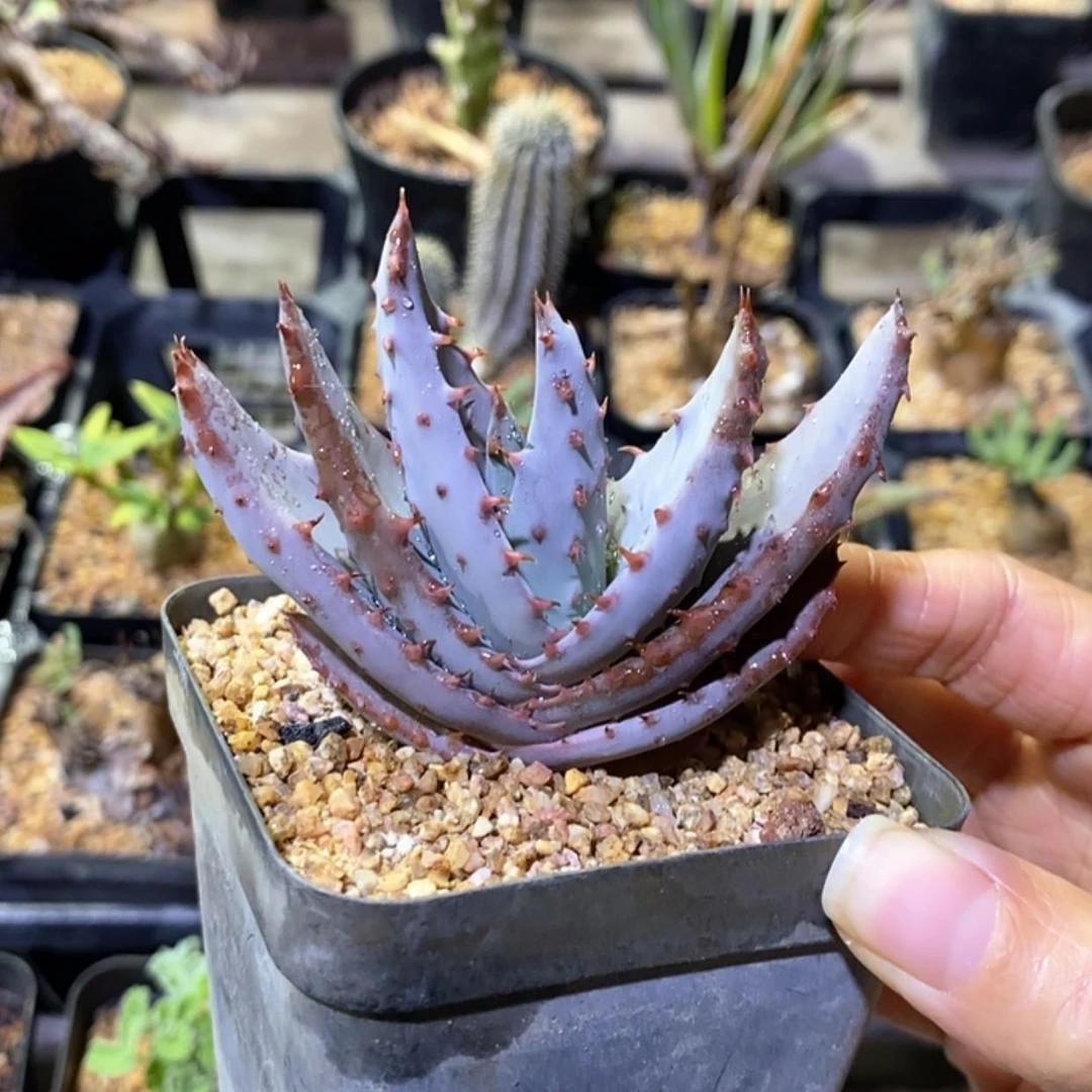 【闪购商品】伯加芦荟