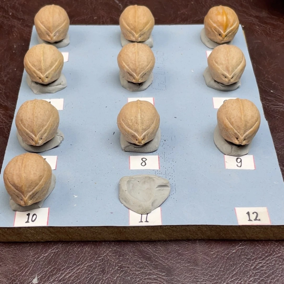 手串/手链橄榄核潦***式22.28梅林铁核