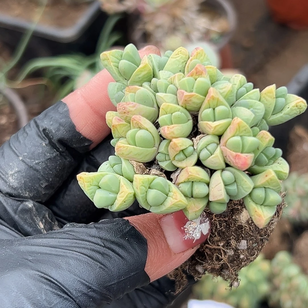 多肉植物秋琴玉开花花
