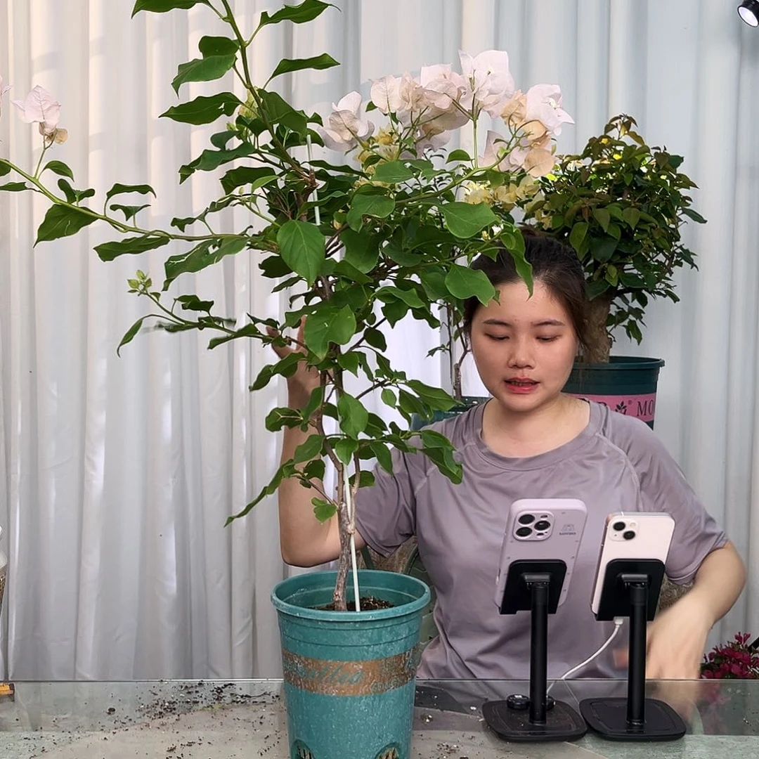 当前无花栽培后可以开花阿达的喜悦带竹一颗