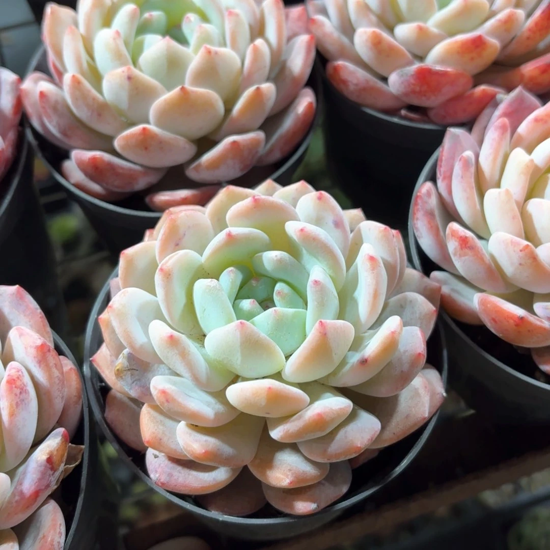 橙梦露多肉11㎝盆