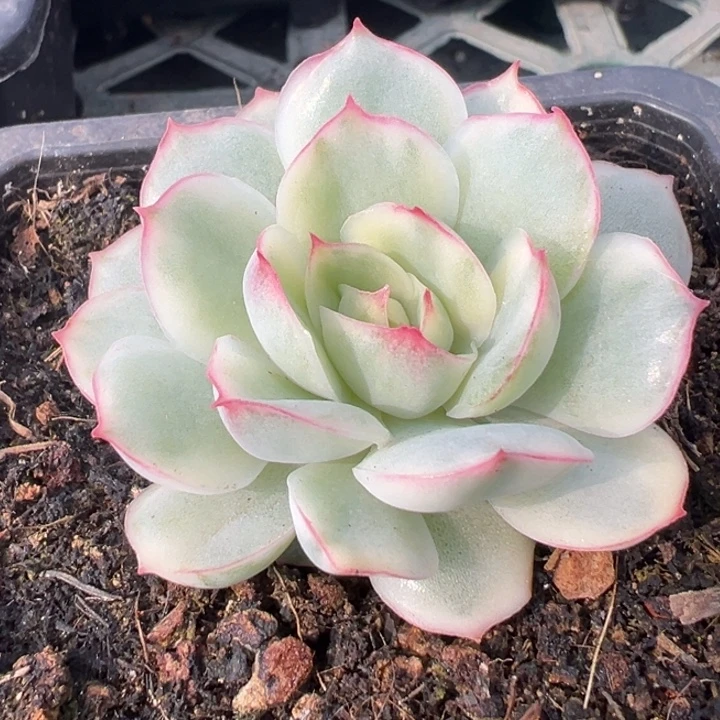 别***娘侧影锦一物一拍锦龙