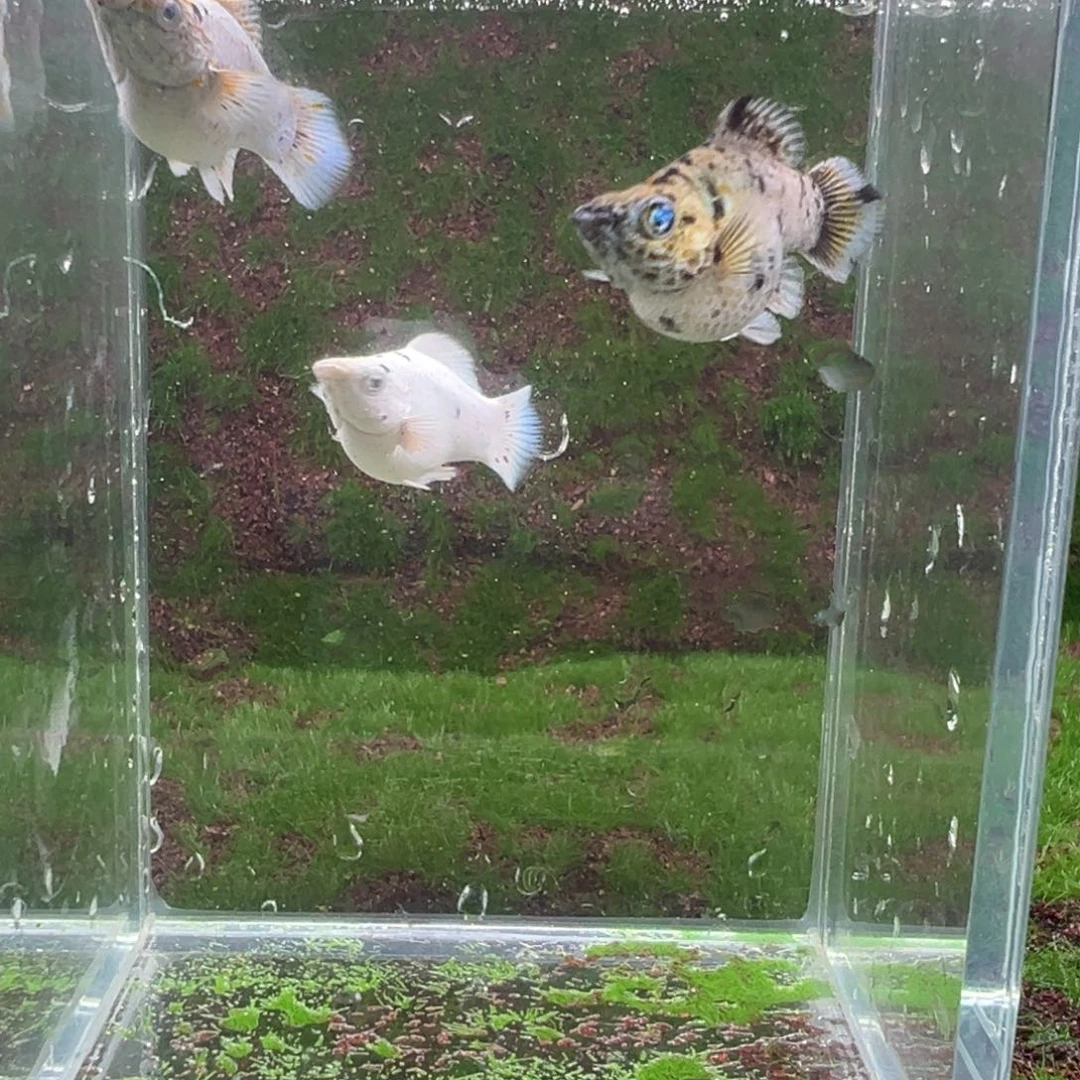 黑玛丽鱼奶牛亚成一公两母