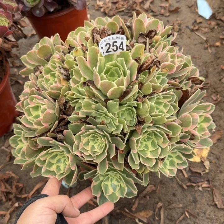 女妖……多肉植物……