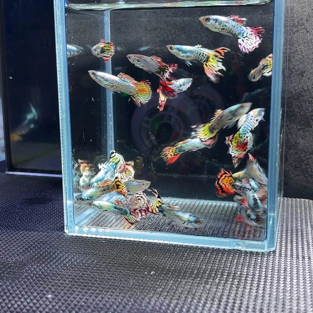 孔雀鱼花老虎公8送2备损