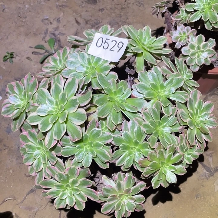 多肉植物法师529安娜