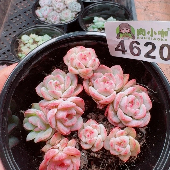 多肉植物多肉植物