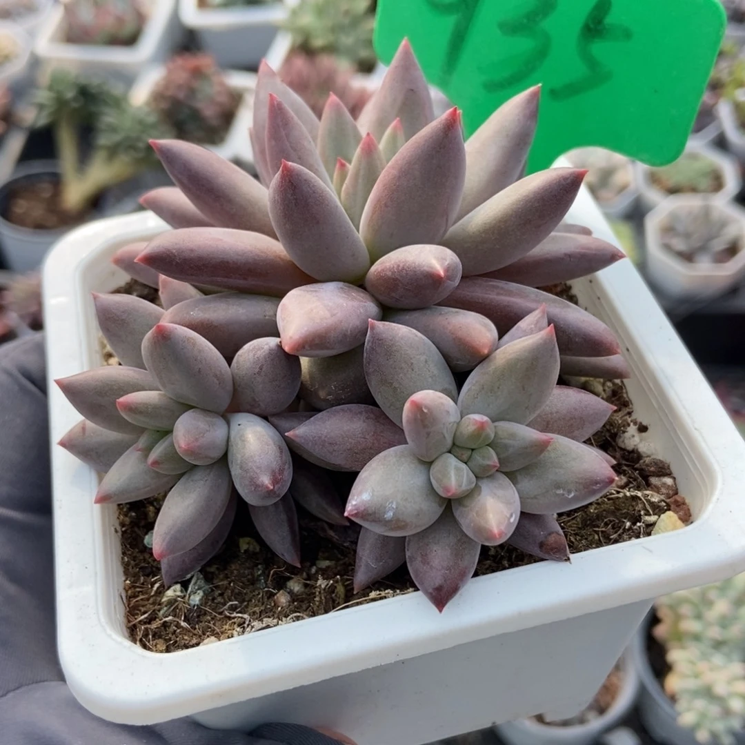 935车厘子多肉植物多肉