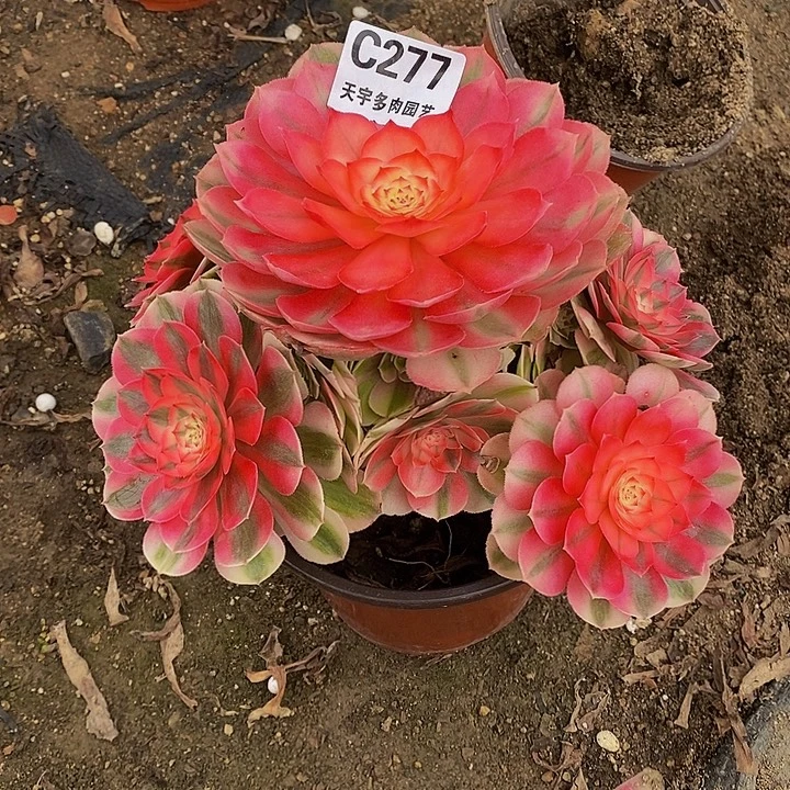 多肉植物倾城277多肉