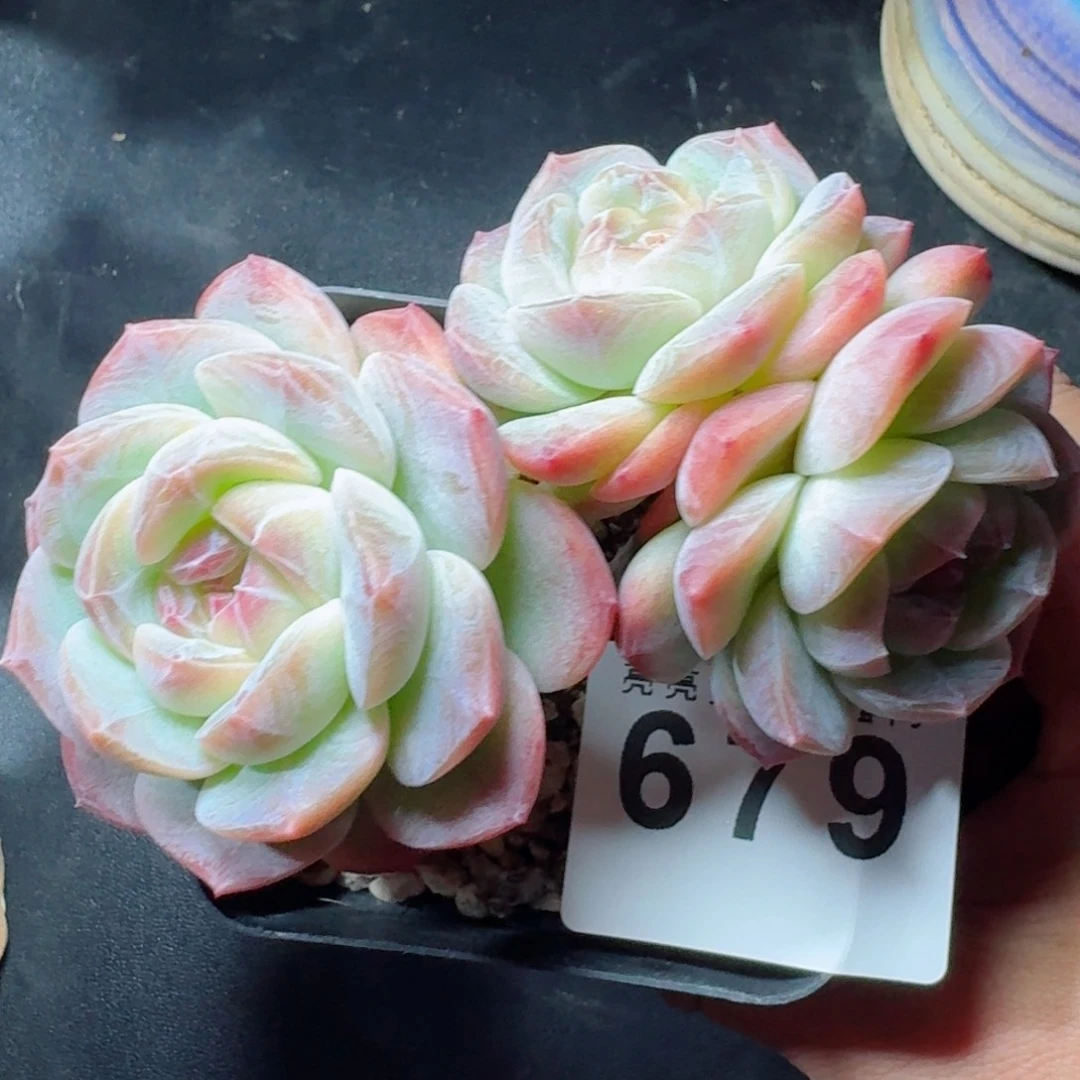 露香凝珍妮      愿你一路坦途，乘风破浪展宏图