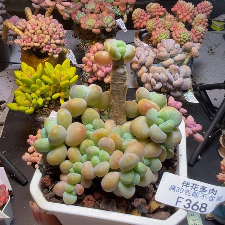 花朵洛神368/8cm多肉