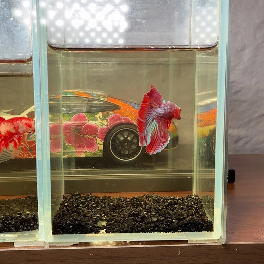 斗鱼彩金电摇半月