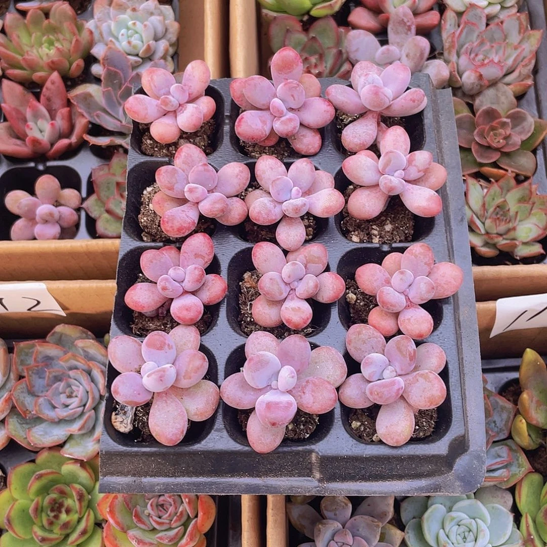 12颗桃蛋约2-3厘米