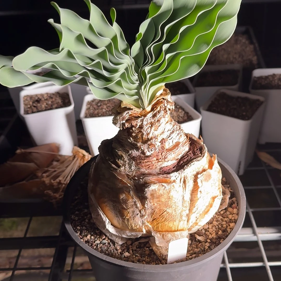 巨凤之卵14x11cm带盆