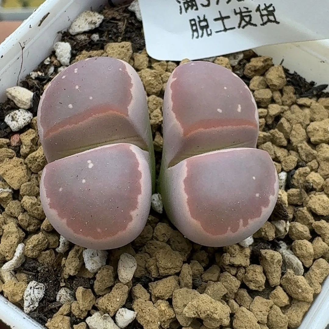 394多肉哈哈哈哈哈哈