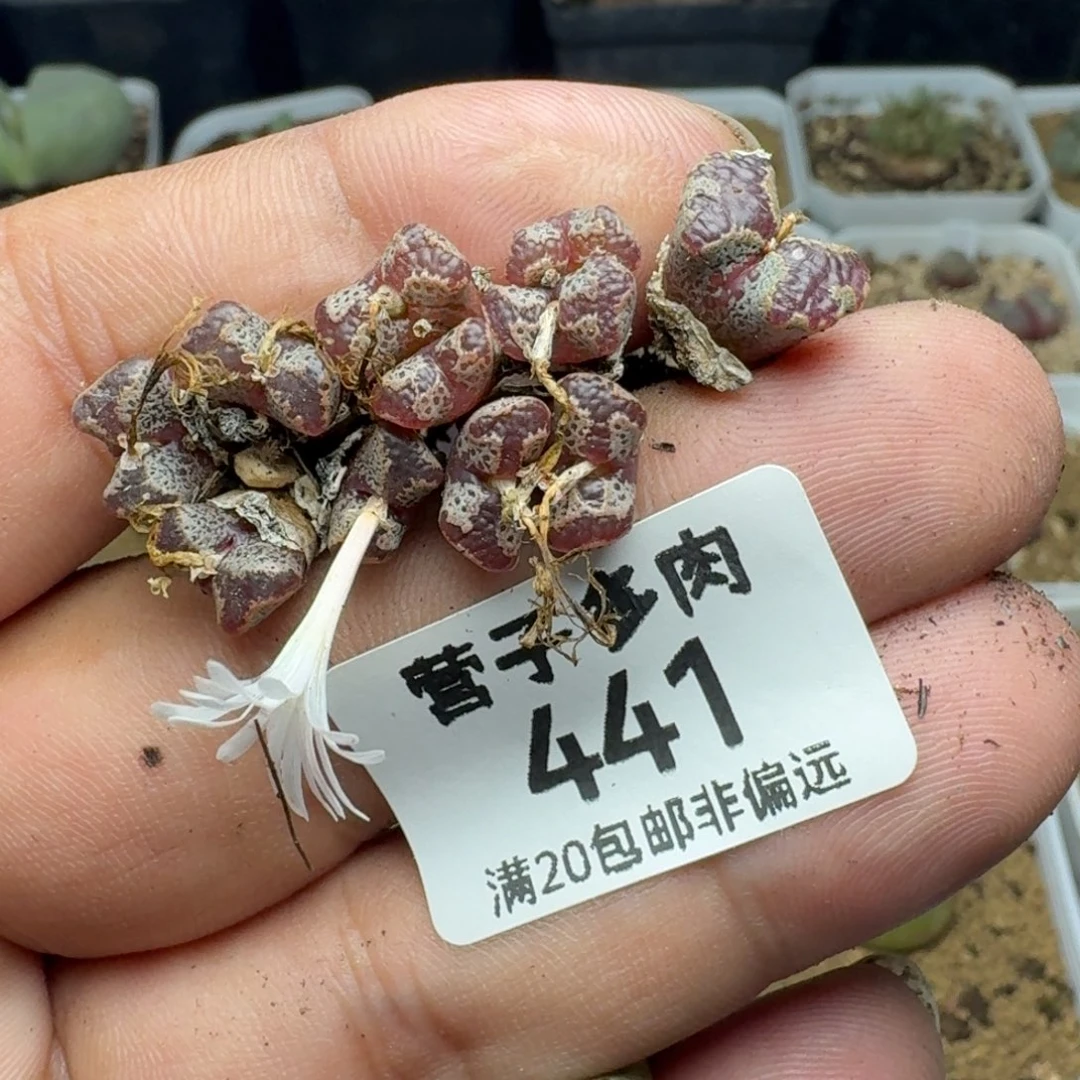 ****儿蝴蝶勋章