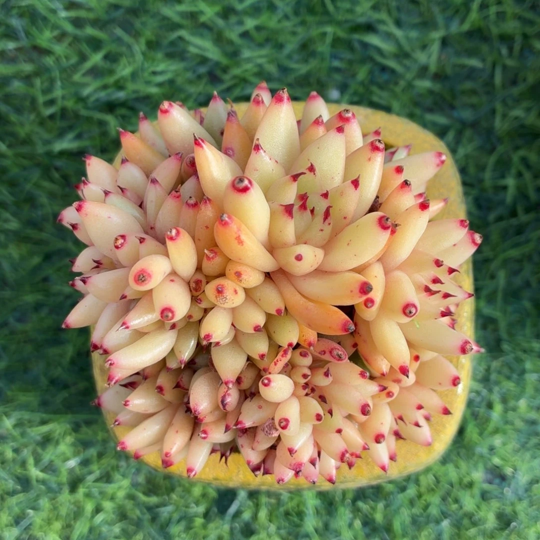 多肉植物 黄金玛利亚缀-4
