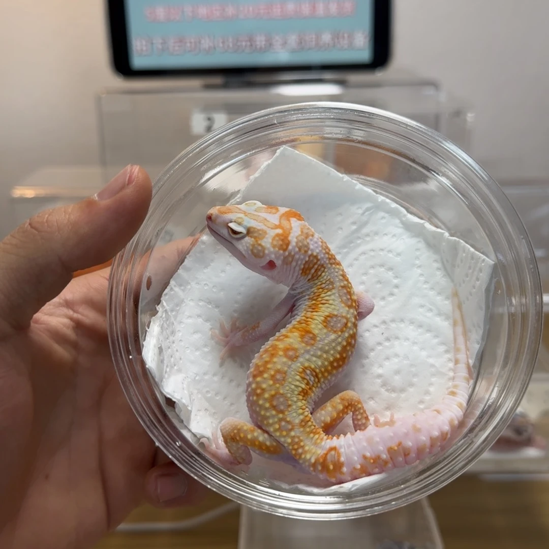 豹纹守宫白黄蜡笔弟弟