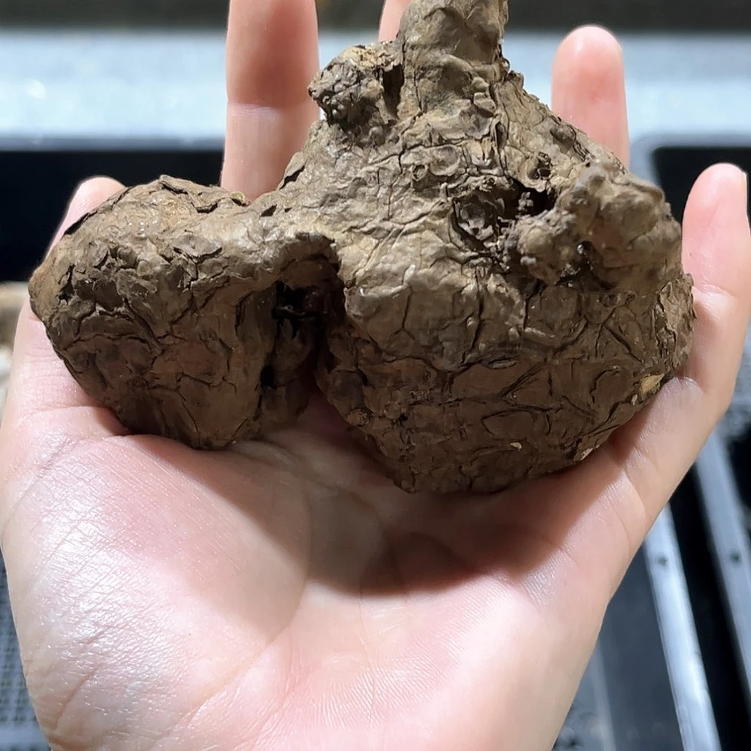 潮流植物一叶龟，福利