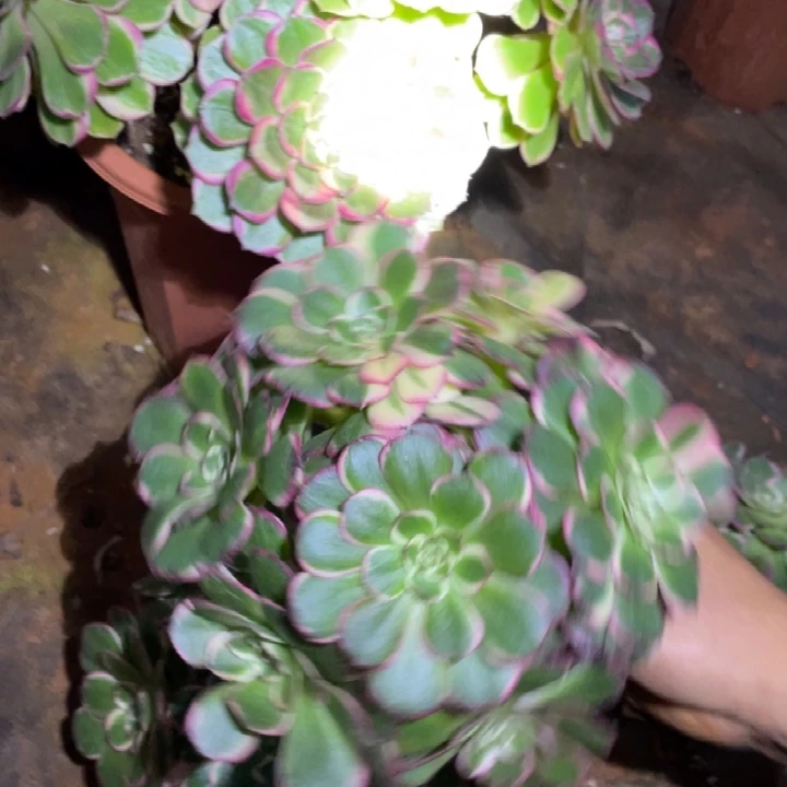 698，万紫千红绣球法师