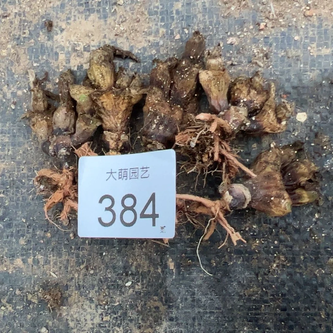 量拍以下1颗。     384