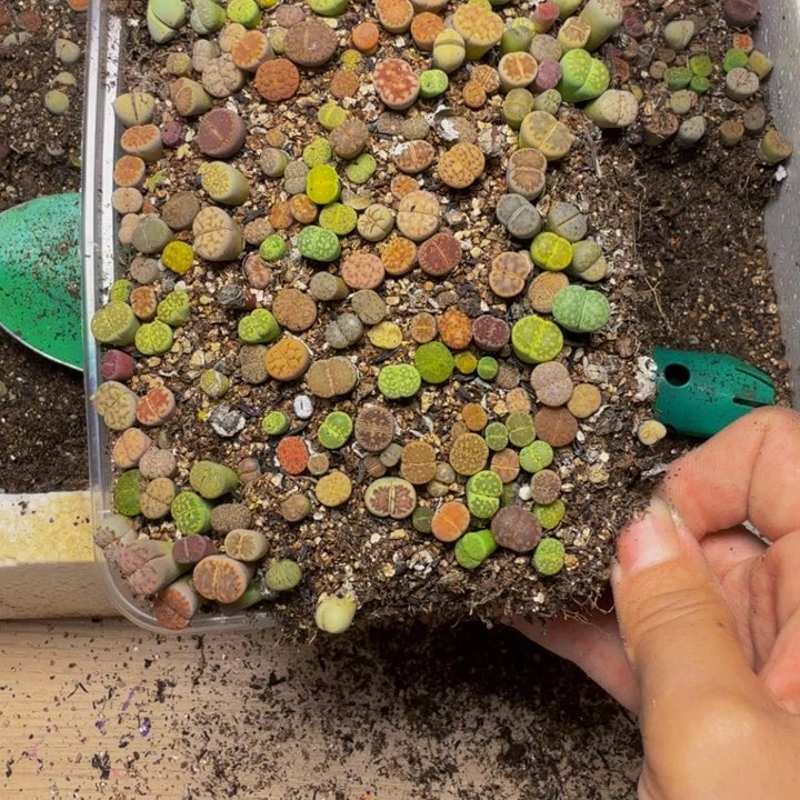 【***】我的小可爱们都好25