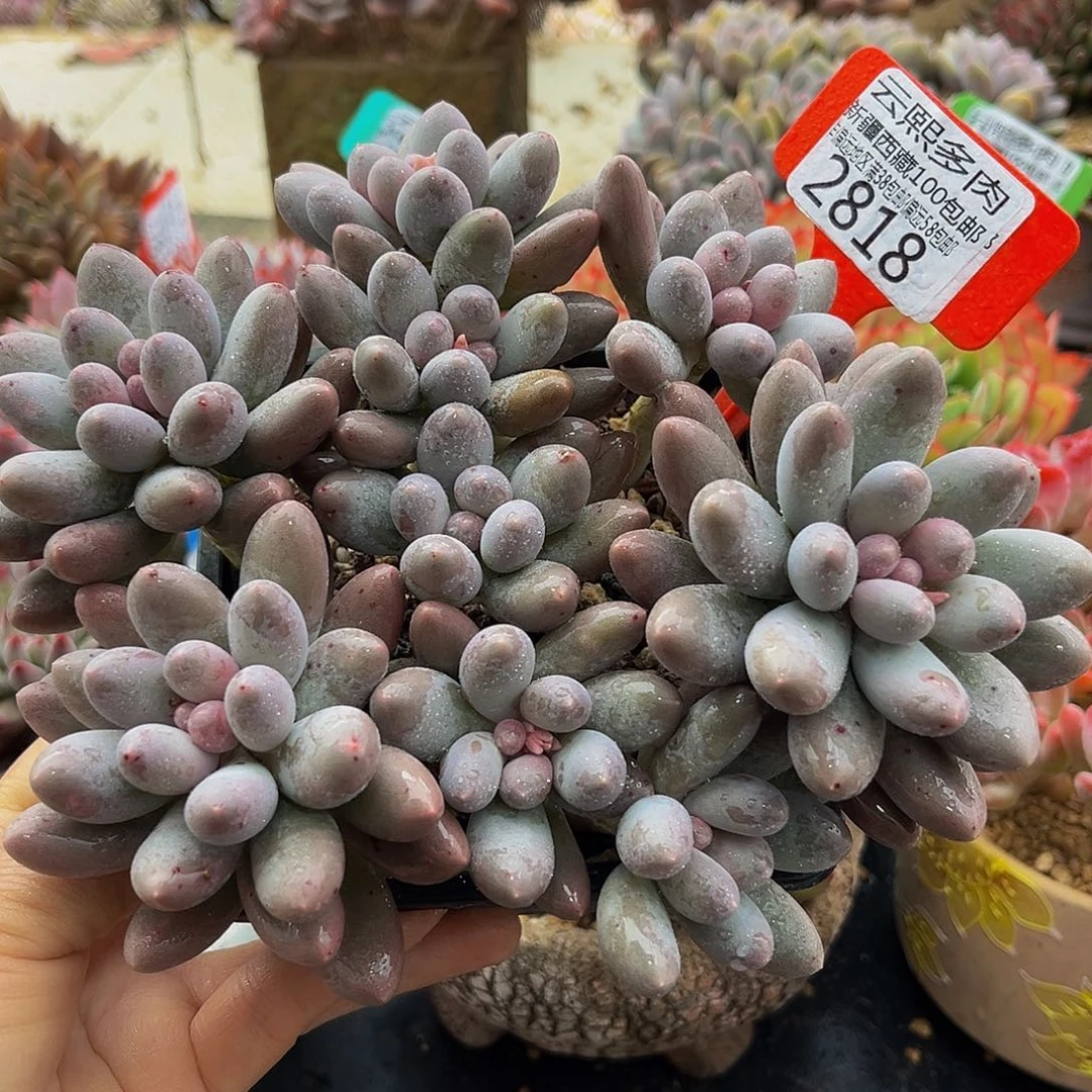 2818汤圆多肉植物