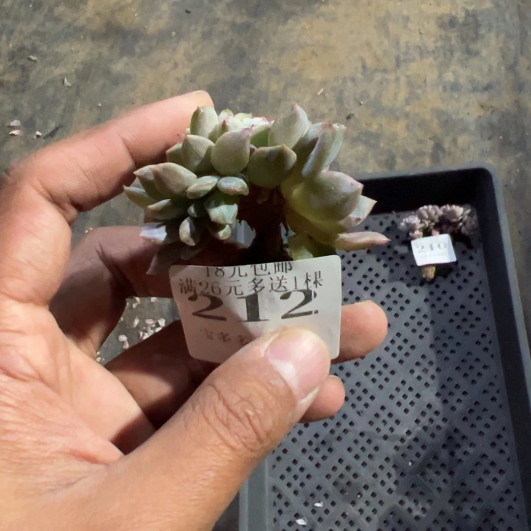 俊***3212号草莓冰沙缀化一物一拍满18包邮