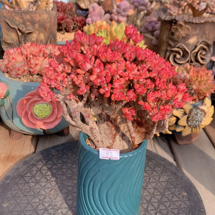 一物一拍脱土洛根发货92