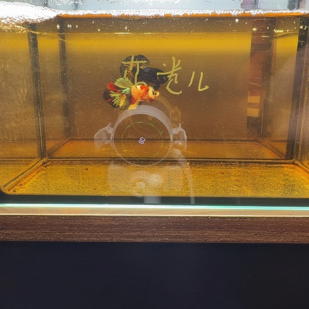 热带海域哈哈哈哈哈哈哈哈公